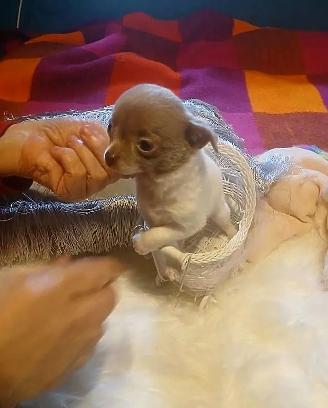 Chihuahua - liliowa, mini, Mazowieckie, Wyszków