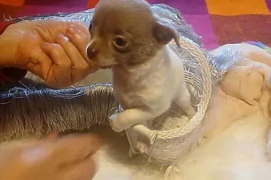 Chihuahua  - liliowa, mini, Mazowieckie, Wyszków