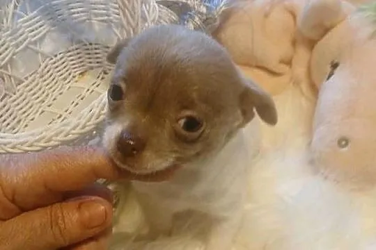 Chihuahua  - liliowa, mini, Mazowieckie, Wyszków
