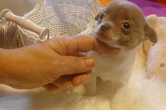Chihuahua  - liliowa, mini, Mazowieckie, Wyszków