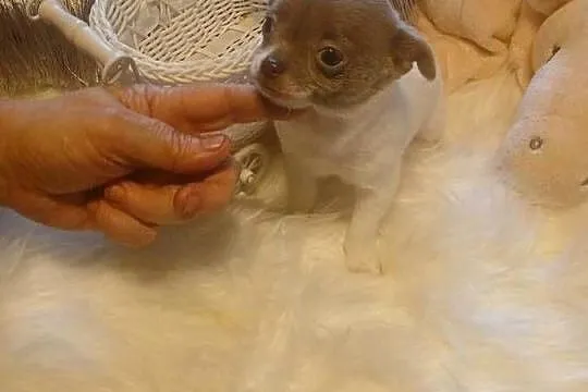 Chihuahua  - liliowa, mini, Mazowieckie, Wyszków