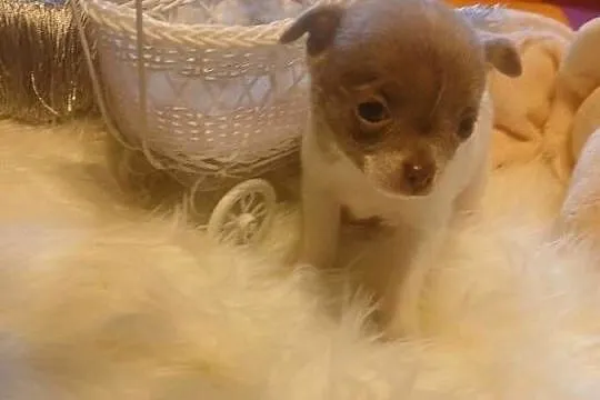 Chihuahua  - liliowa, mini, Mazowieckie, Wyszków