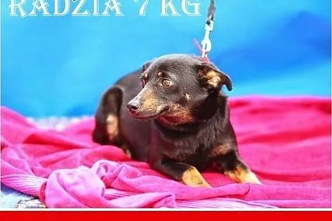 7kg,mała,łagodna,przyjazna,wesoła suczka RADZIA.Ad
