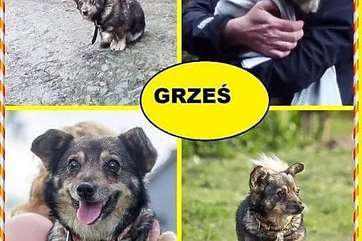 Grześ - niewidoma istotka porzucona w środku lasu. Już widzi!,  wielkopolskie Poznań