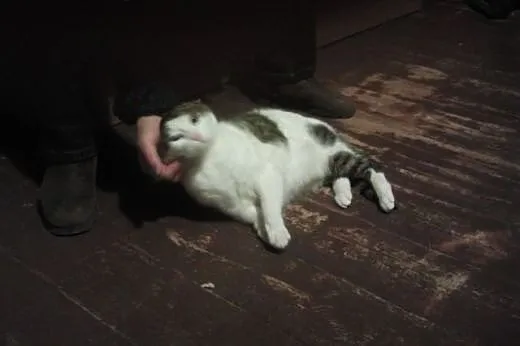 Domek dla kotki na cito,  łódzkie Łódź