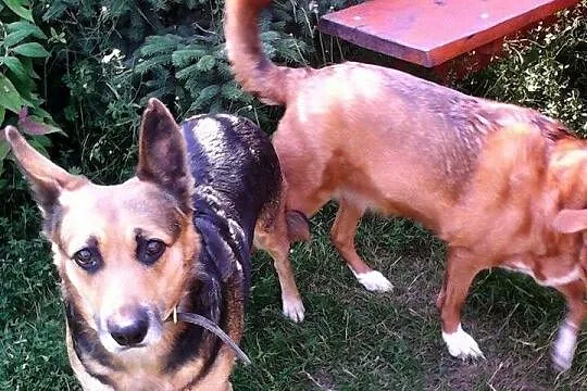 Sara i Colina poszukują kochającego domu