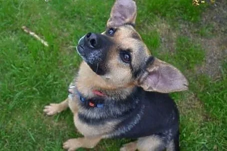 Cudaczkowi potrzeba domu! Może na Ciebie liczyć?,  mazowieckie Warszawa