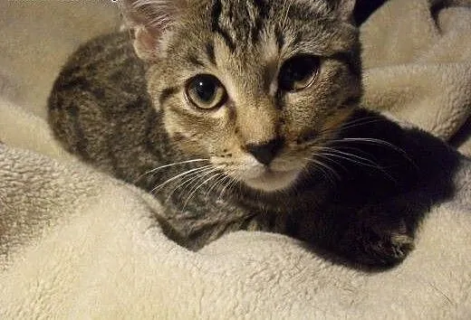 (Nie)typowej urody młodzieńcy do adopcji, mazowie