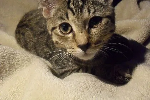 (Nie)typowej urody młodzieńcy do adopcji,  mazowie