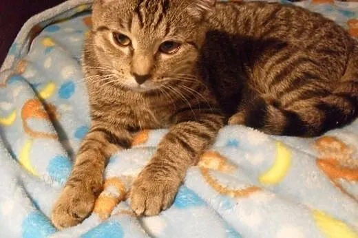 (Nie)typowej urody młodzieńcy do adopcji,  mazowie