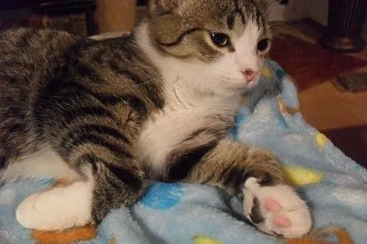 (Nie)typowej urody młodzieńcy do adopcji,  mazowie