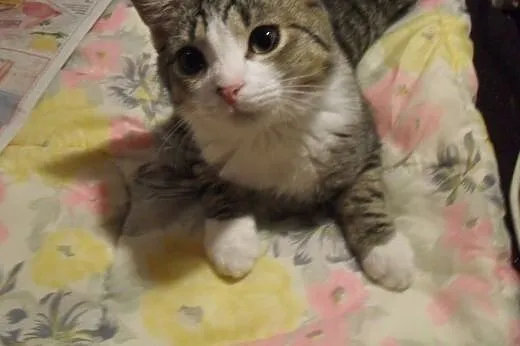 (Nie)typowej urody młodzieńcy do adopcji,  mazowie
