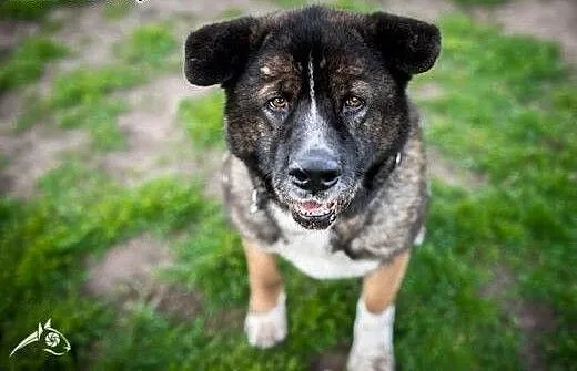 APSIK serdecznie pozdrawia i do adopcji namawia :)