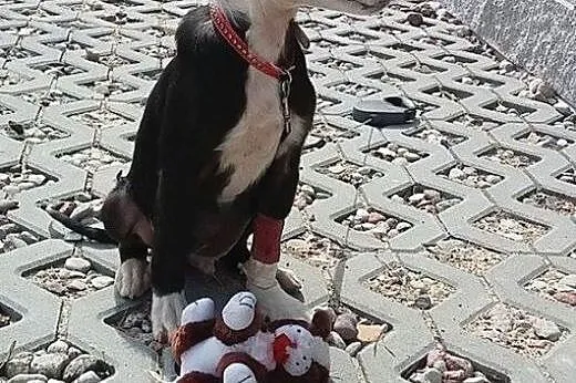 Pikselek 4 miesięczny chłopiec szuka domku,  pomor