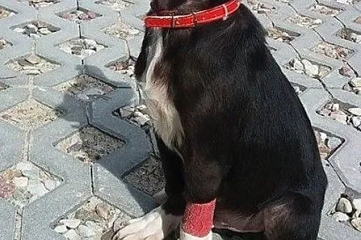 Pikselek 4 miesięczny chłopiec szuka domku,  pomor