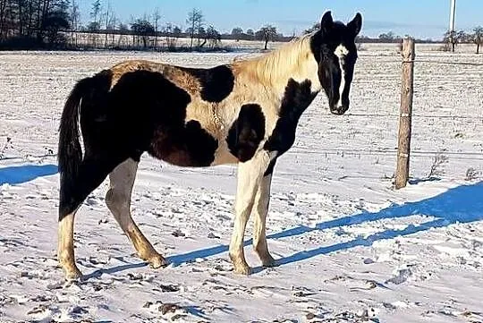 Sprzedam, Wielkopolskie, Koźmin Wielkopolski