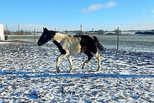 Sprzedam, Wielkopolskie, Koźmin Wielkopolski