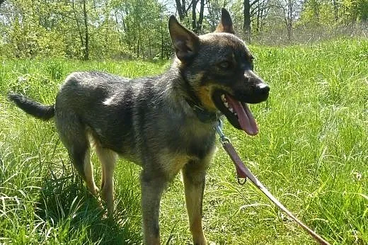 Nieduży, młodziutki Jasio szuka domku,  łódzkie Łó