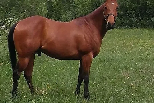 Quarter Horse wałach, , 