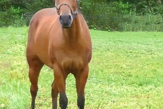 Quarter Horse wałach, , 