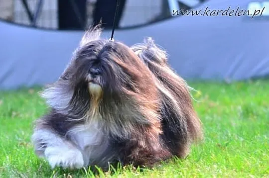 Lhasa Apso-REPRODUKTOR! Unikatowy !