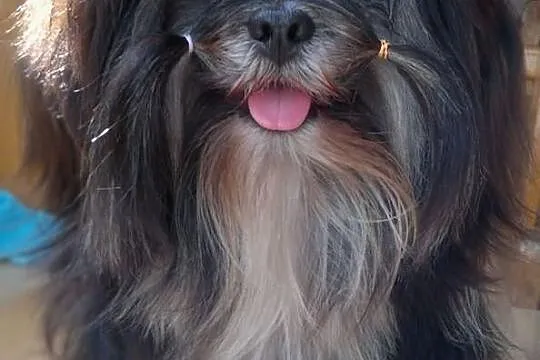 Lhasa Apso-REPRODUKTOR! Unikatowy !