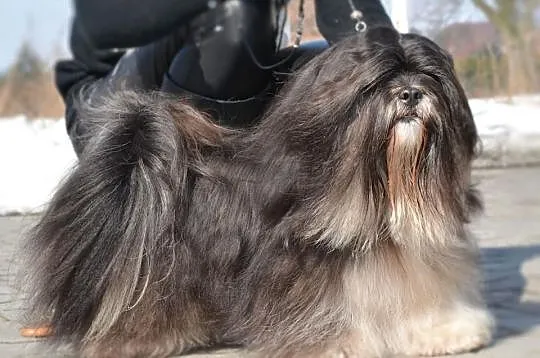 Lhasa Apso-REPRODUKTOR! Unikatowy !