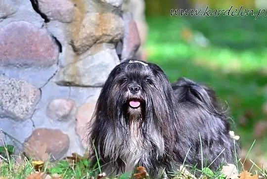 Lhasa Apso-REPRODUKTOR! Unikatowy !