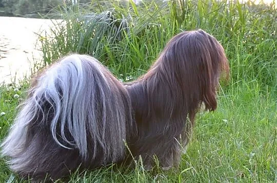 Lhasa Apso-REPRODUKTOR! Unikatowy !