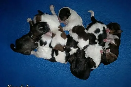 Lhasa Apso-REPRODUKTOR! Unikatowy !