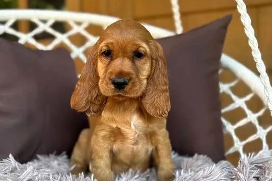 Śliczna mocno złota sunia Cocker Spaniel Angielski rodowód wyprawka, Śląskie, Katowice