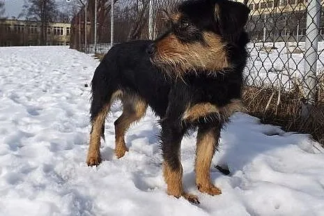 Młoda grzeczna suczka Fiona,  warmińsko-mazurskie 