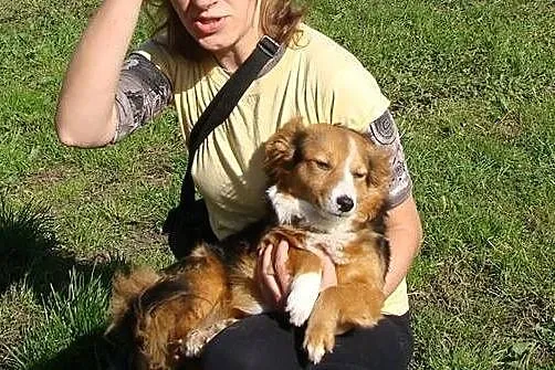Lucky-mocno pobity przez człowieka ufnie czeka na 