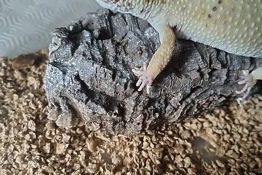 Eublefar lamparci, Śląskie, Tychy