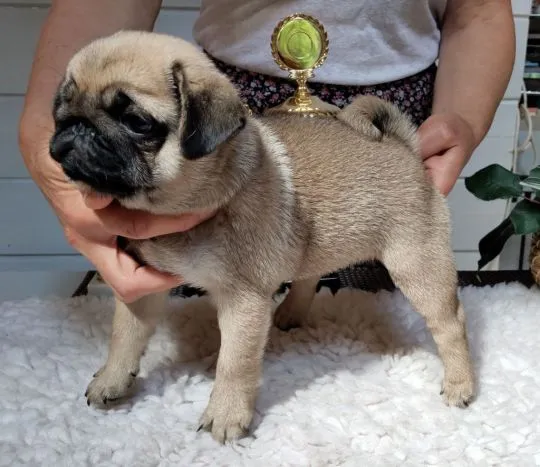 W ofercie posiadamy piekne mopsy FCI e-mail: {{smagdalena227@gmail.com}}, , Warszawa