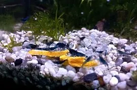 Dynia hokkaido dla krewetek 10g
