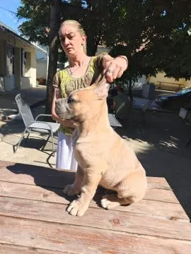 Cane Corso – Piękne szczenięta Formentino na sprzedaż