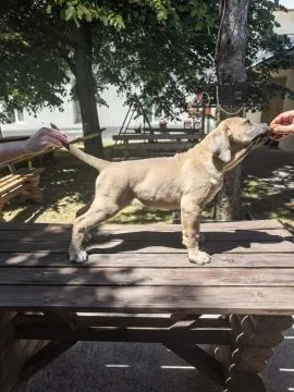 Cane Corso – Piękne szczenięta Formentino na sprzedaż, Mazowieckie, Warszawa