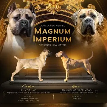 Cane Corso – Piękne szczenięta Formentino na sprzedaż, Mazowieckie, Warszawa