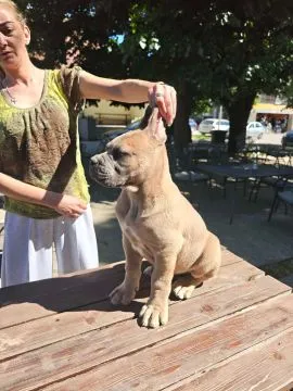 Cane Corso – Piękne szczenięta Formentino na sprzedaż, Mazowieckie, Warszawa