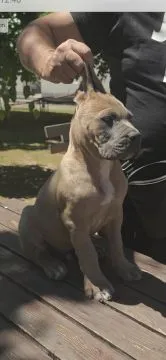 Cane Corso – Piękne szczenięta Formentino na sprzedaż, Mazowieckie, Warszawa