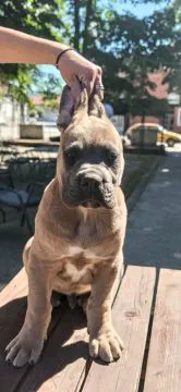 Cane Corso – Piękne szczenięta Formentino na sprzedaż, Mazowieckie, Warszawa