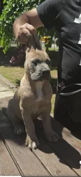 Cane Corso – Piękne szczenięta Formentino na sprzedaż, Mazowieckie, Warszawa