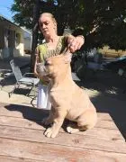 Cane Corso – Piękne szczenięta Formentino na sprzedaż
