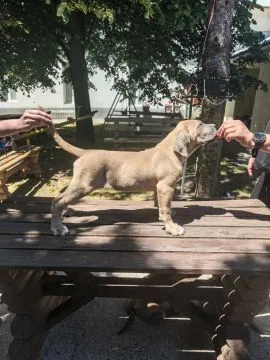 Cane Corso – Piękne szczenięta Formentino na sprzedaż, Mazowieckie, Warszawa