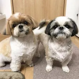 Szczenięta Shih Tzu, pies i suczka, dla dobrego i kochającego domu.