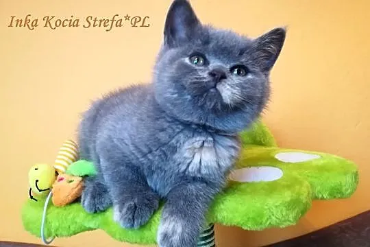 Inka,słodka koteczka brytyjska niebieska - już do , Łódź
