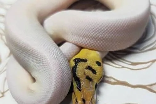 Wąż pyton królewski, python regius samiec