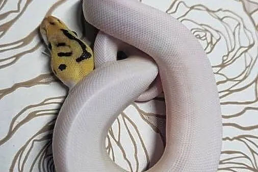 Wąż pyton królewski, python regius samiec, Dolnośląskie, Wrocław