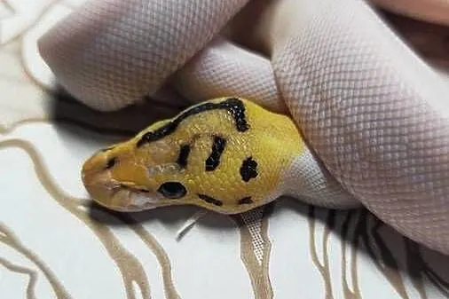 Wąż pyton królewski, python regius samiec, Dolnośląskie, Wrocław